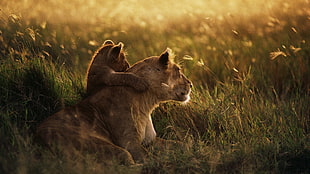 brown lion cub hugging brown lioness